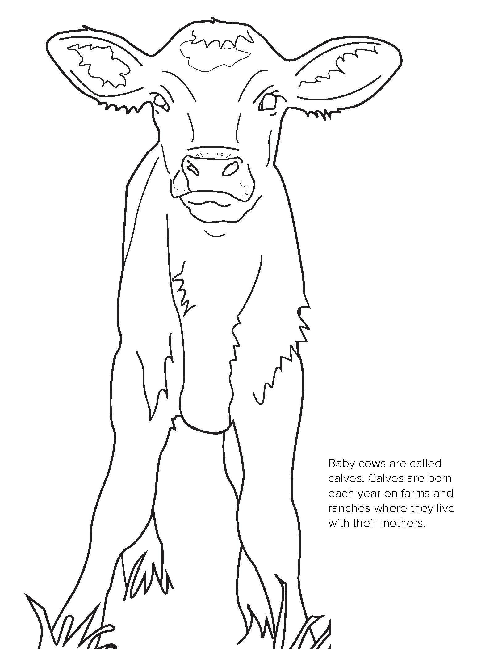 Beef Coloring Contest
