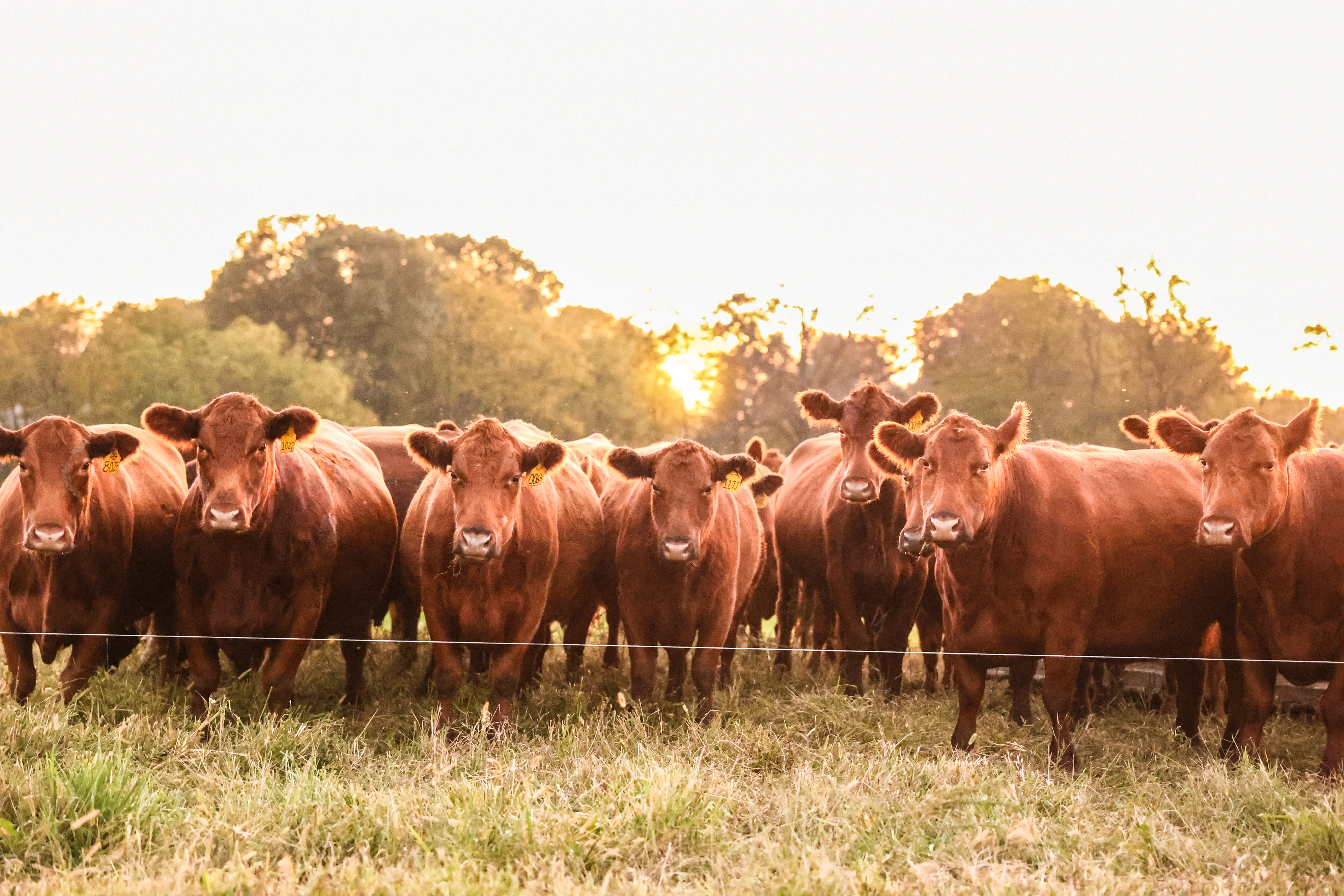 Bow Creek Farm