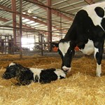 Cow with Calf 
