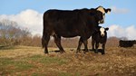 Cow-Calf Pair