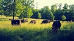 Cows Grazing