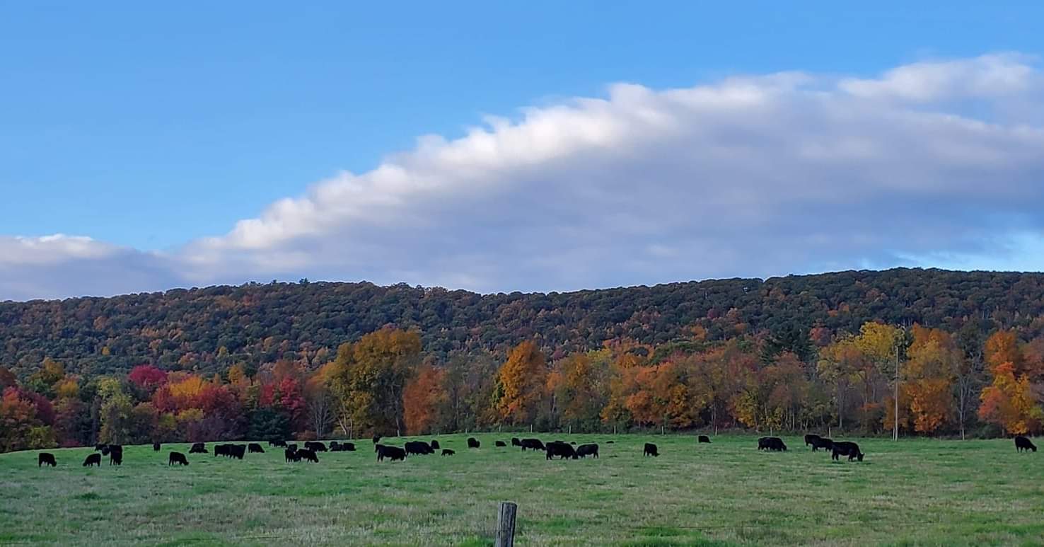 From Farm to School Tray: Davis Grown Partners with Local Schools to Provide Local Beef 
