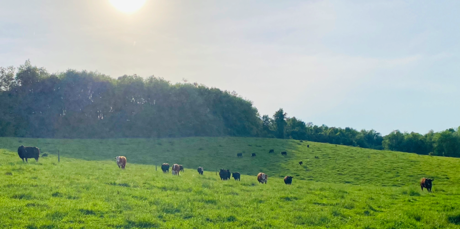 More Beef, More Often: Logan Family Farms Partners with PA Beef Council and Local School Districts in Westmoreland County to Beef Up School Lunches 
