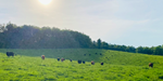 Logan Family Farm