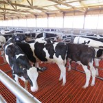 Veal Calves in Group Housing