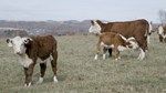 Hereford Photo 