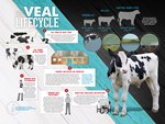 Veal Lifecycle